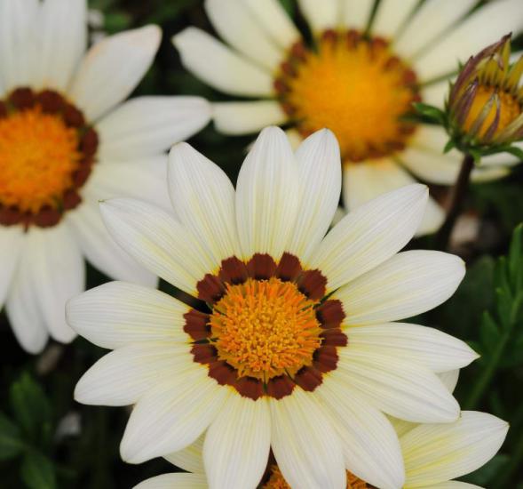 Gazanya Çiçeği Tohumu ( Büyük Çiçek Kalıcı ) Beyaz Renkli - 8 Tohum