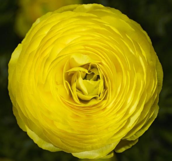 Şakayık Tohumu ( Kalıcı ve Katlı Çiçek )  - Sarı Renkli - 5 Tohum
