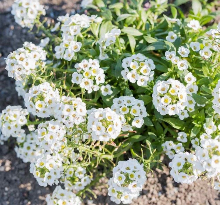 ALYSSUM%20(%20ÇOKLU%20TOHUM%20)%20-%20250%20Tohum%20-%20BEYAZ%20Renk