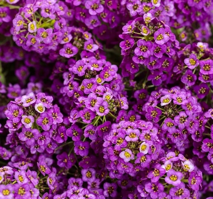 ALYSSUM%20(%20ÇOKLU%20TOHUM%20)%20-%20250%20Tohum%20-%20MOR%20Renk