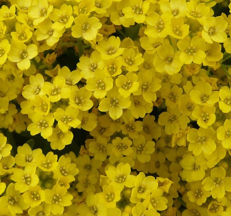 ALYSSUM%20(%20ÇOKLU%20TOHUM%20)%20-%20250%20Tohum%20-%20SARI%20Renk