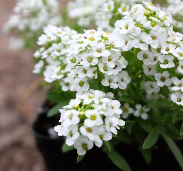 ALYSSUM ( ÇOKLU TOHUM ) - 250 Tohum - BEYAZ Renk