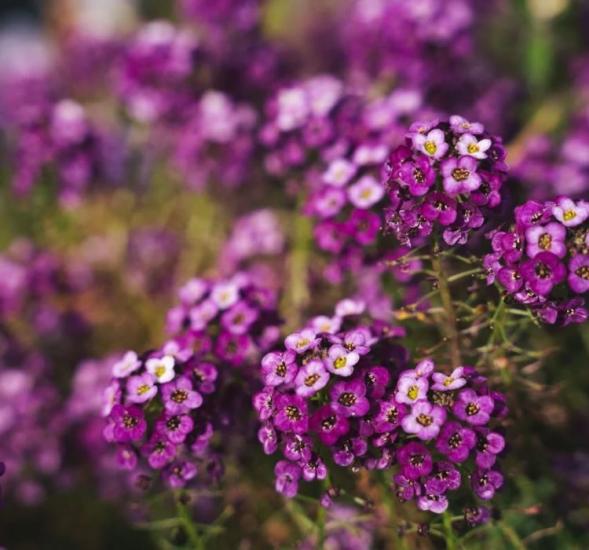 ALYSSUM ( ÇOKLU TOHUM ) - 250 Tohum - MOR Renk