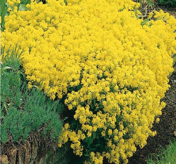 ALYSSUM ( ÇOKLU TOHUM ) - 250 Tohum - SARI Renk