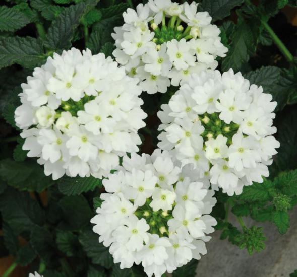Beyaz Mine Çiçeği F1 Tohumu ( 8 Tohum )