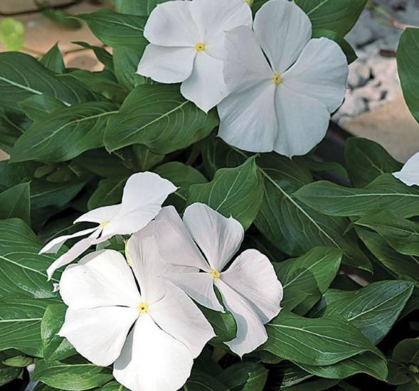 Beyaz Rozet Çiçeği F1 Tohumu ( 10 Tohum )