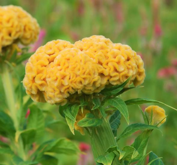 Horoz İbiği Tohumu ( Balta Geniş Çiçek ) - Sarı Renkli - 40 Tohum
