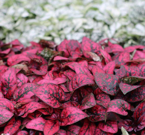 Hostes Çiçeği Tohumu ( Çilli, Geniş Yaprak ) Kırmızı Renkli - 5 Tohum