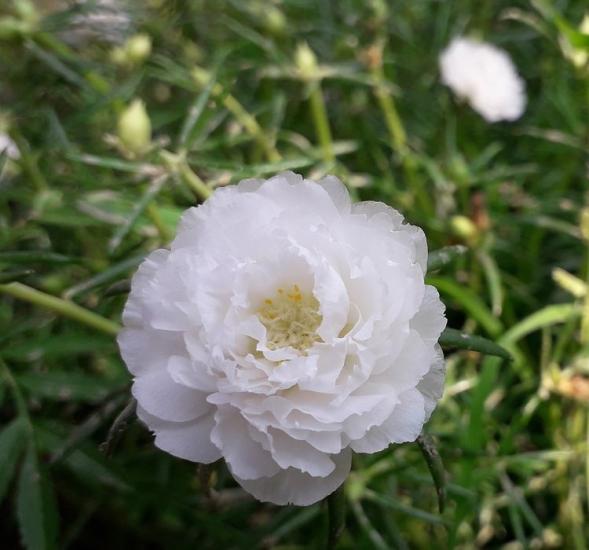 İpek Çiçeği Tohumu Duble Katlı - Beyaz Renkli ( 25 Tohum )