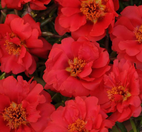 İpek Çiçeği Tohumu ( Katmerli Çok Çiçekli ) Kırmızı Renkli - 40 Tohum