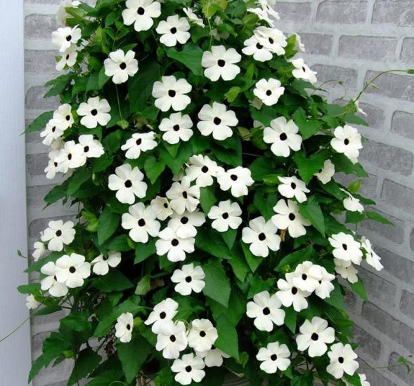 Kara Gözlü Suzan Çiçeği Tohumu - Beyaz Renkli ( 5 Tohum )
