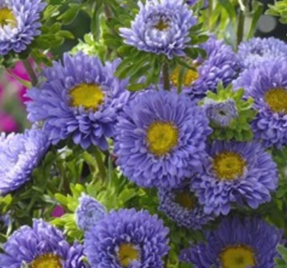 Kasımpatı Çiçeği Tohumu ( Uzun boylu, Kesimlik ) Mavi Renkli - 5 Tohum