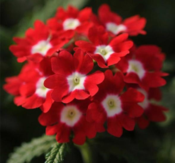 Kırmızı Beyaz Mine Çiçeği F1 Tohumu ( 8 Tohum )