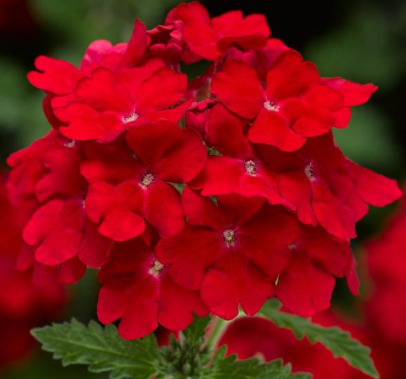 Kırmızı Mine Çiçeği F1 Tohumu ( 8 Tohum )
