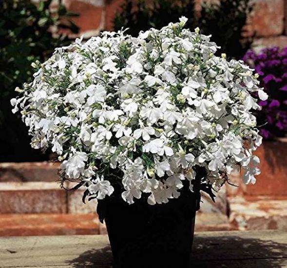 Lobelya Tohumu ( Çok çiçekli ) - Beyaz Renkli - 10 Tohum