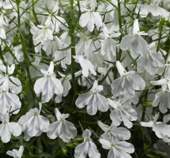 Lobelya Tohumu ( Çok çiçekli ) - Beyaz Renkli - 10 Tohum