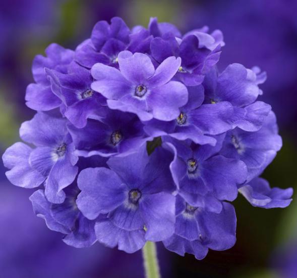 Mavi Mine Çiçeği F1 Tohumu ( 8 Tohum )