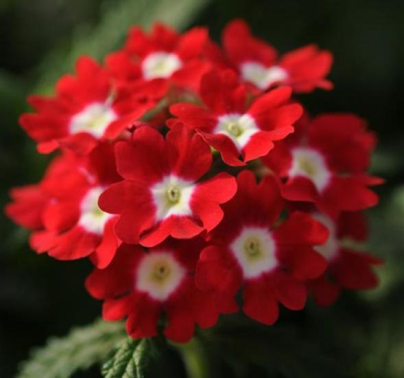 Mine Çiçeği ( Sarkan Çok Dallanan ) Kırmızı Beyaz Nokta Renkli - 10 Tohum