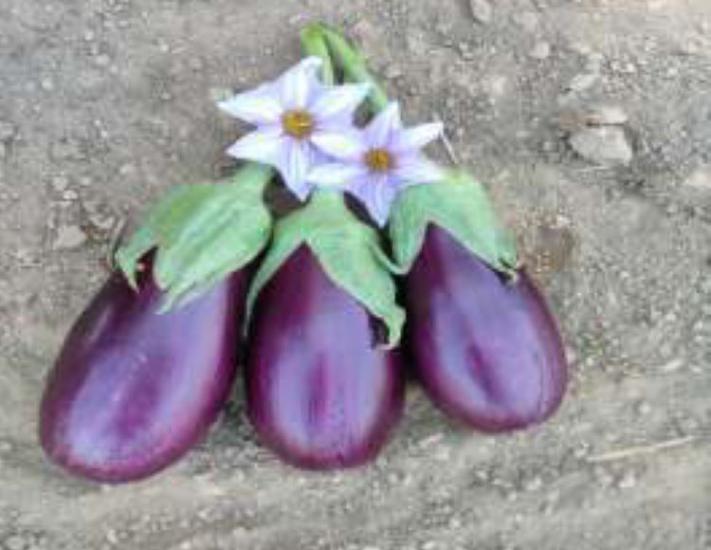 Patlıcan Adana Dolmalık Tohumu - Aksel 10 gr