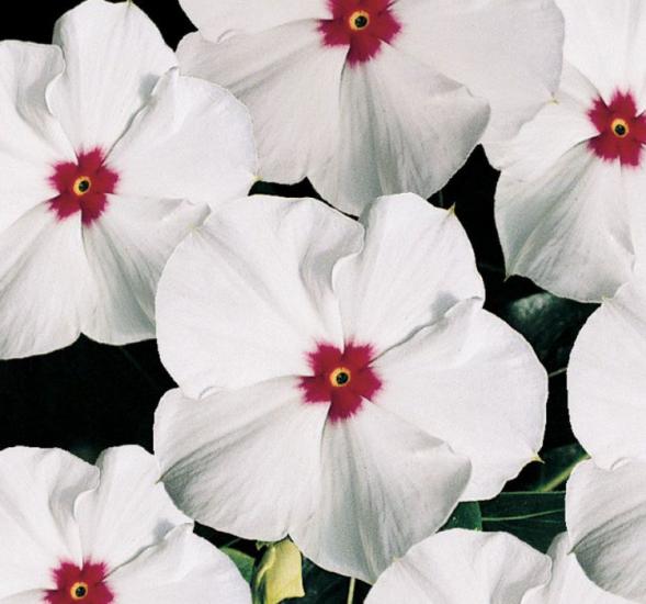 Rozet Çiçeği ( Çok Çiçekli Çok Dallanan ) Beyaz Kırmızı Benek Renkli - 15 Tohum