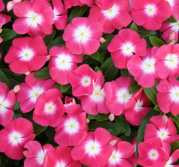 Rozet Çiçeği ( Çok Çiçekli Çok Dallanan ) Pembe Beyaz Benek Renkli - 15 Tohum