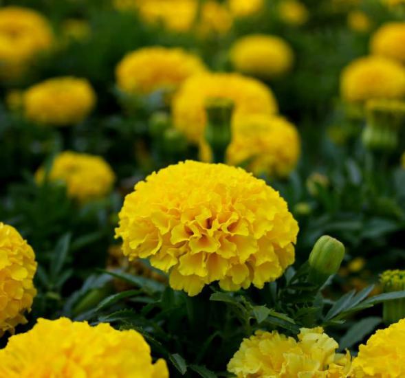 Sarı İri Kafa Kadife Çiçeği F1 Tohumu ( 8 Tohum )